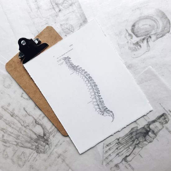 Spine Drawing