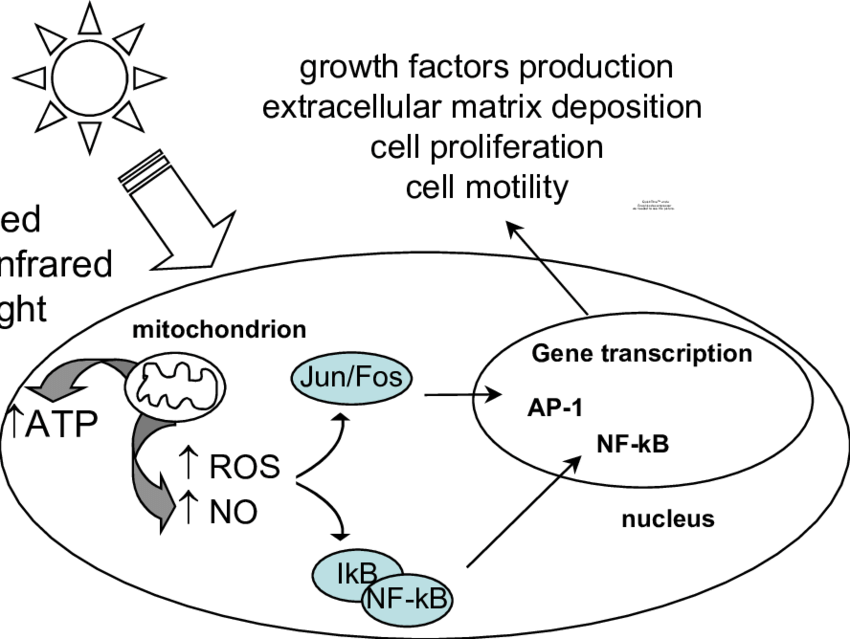 Cell signaling pathways induced by LLLT